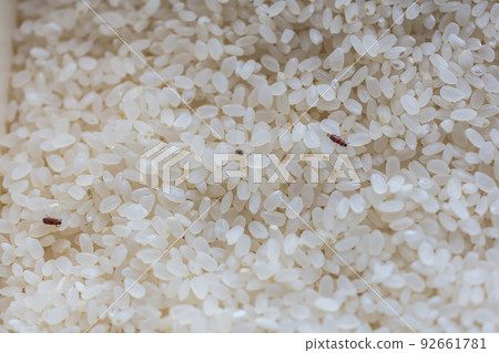 Worms on white rice Worms on white rice 92661781