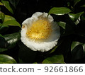 Camellia 92661866