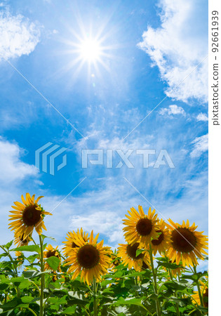 Sunflowers and Summer Sky Shimotsu-cho, Kainan City, Wakayama Prefecture Sunflowers and Summer Sky Shimotsu-cho, Kainan City, Wakayama Prefecture 92661939