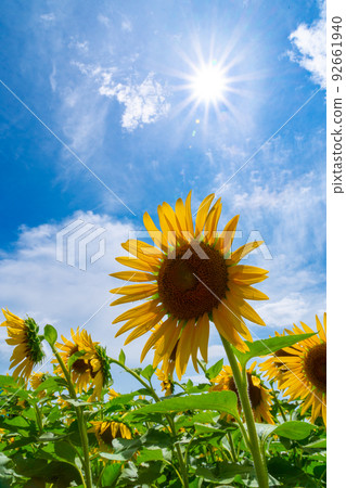 Sunflowers and Summer Sky Shimotsu-cho, Kainan City, Wakayama Prefecture Sunflowers and Summer Sky Shimotsu-cho, Kainan City, Wakayama Prefecture 92661940