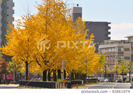 京都堀川街,銀杏樹的黃葉 京都堀川街,銀杏樹的黃葉 92661974