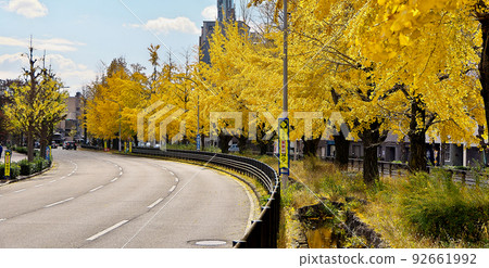 The yellow leaves of ginkgo trees on Horikawa-dori in Kyoto at Horikawa Seseragi Park on the median strip 92661992