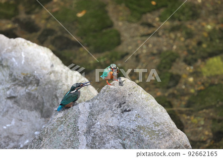 Parent-child feeding of jade kingfishers Parent-child feeding of jade kingfishers 92662165