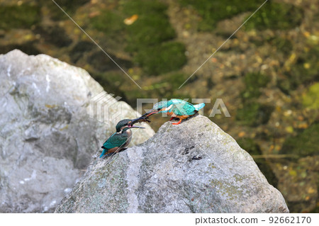 Parent-child feeding of jade kingfishers Parent-child feeding of jade kingfishers 92662170