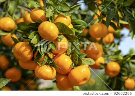 Orange garden 92662296