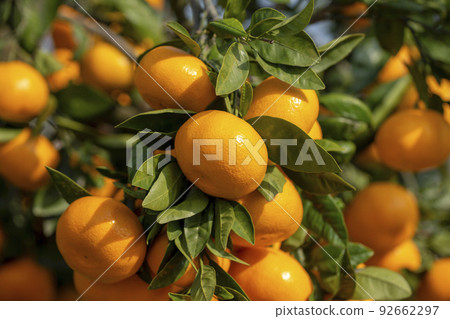 Orange garden 92662297