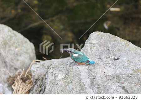 一隻玉翠鳥小雞在岩石上抱著一隻小蝦翠鳥 92662328