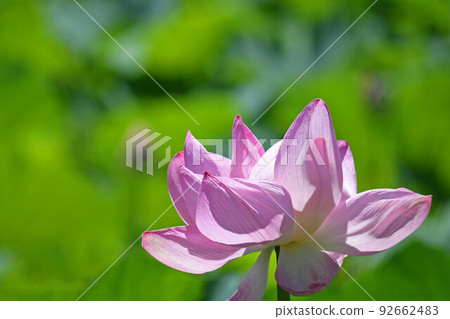 蓮花 蓮花 92662483