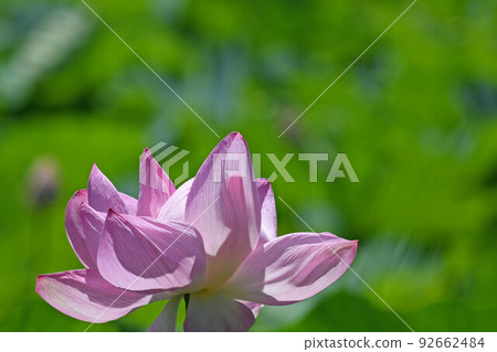 蓮花 蓮花 92662484