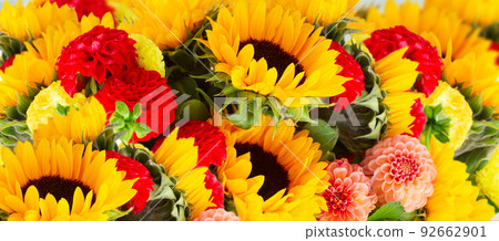 Dahlia and sunflowers 92662901