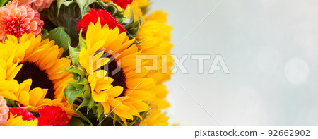 Dahlia and sunflowers 92662902