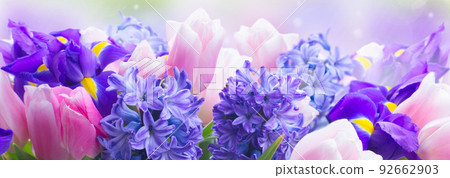 hyacinths and tulips 92662903