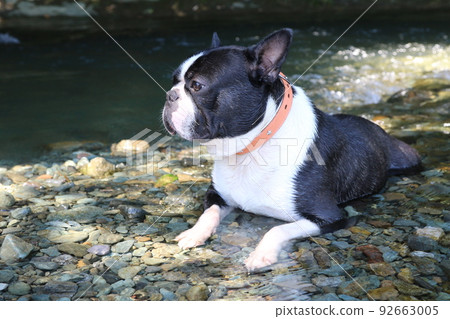 可愛的波士頓梗犬威猛君進入以玩河而聞名的常岐川町的常岐川，舒舒服服地看著山澗♡ 92663005