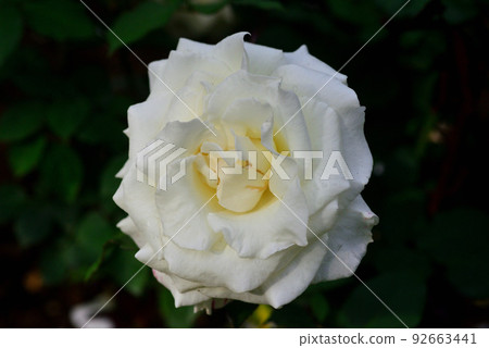 beautiful rose garden 92663441