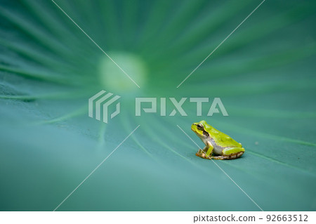 Lotus leaf and frog (horizontal) Lotus leaf and frog (horizontal) 92663512
