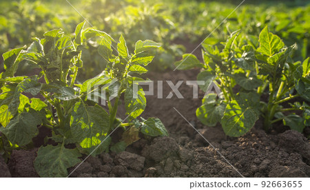 Potato seedling planted. Vegetable garden, agriculture, rural, business Potato seedling planted. Vegetable garden, agriculture, rural, business 92663655