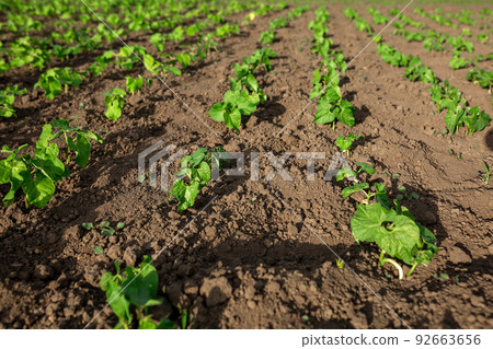 Beans planted on seedlings. Vegetable garden, agriculture, rural, business 92663656