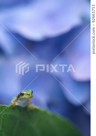 Hydrangea and frog 92663753