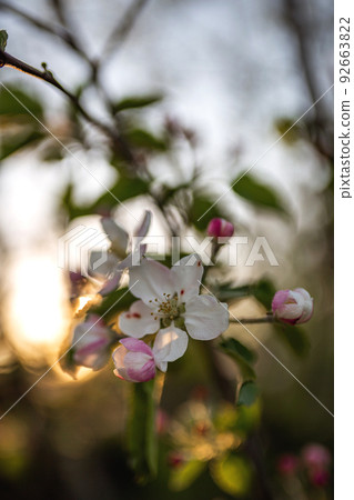 Blooming apple tree flower pink on sunset background 92663822