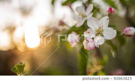 Blooming apple tree flower pink on sunset background 92663823