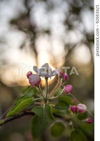 Blooming apple tree flower pink on sunset background 92663825
