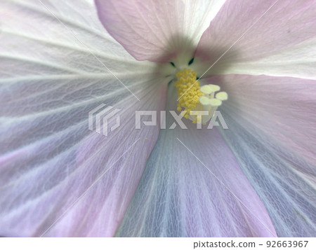 木槿花，花 92663967