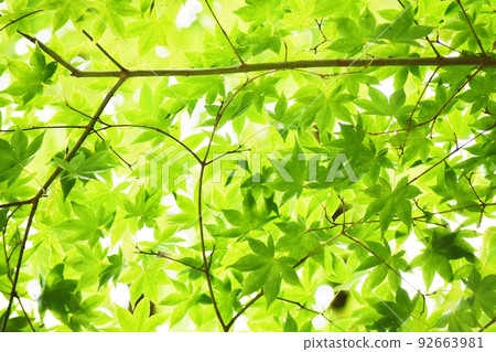 Fresh green leaves 92663981