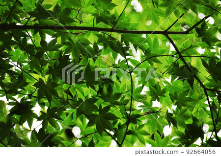 Fresh green leaves 92664056
