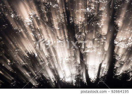 A forest where the beam of light from below is too mysterious A forest where the beam of light from below is too mysterious 92664195