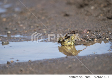Blue-green algae bathing in a puddle (Hokkaido) 92664695