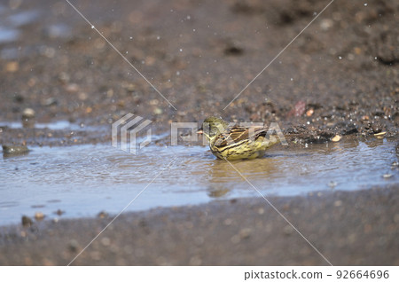 Blue-green algae bathing in a puddle (Hokkaido) 92664696