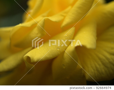 五月盛開的玫瑰花“小蒼蘭” 五月盛開的玫瑰花“小蒼蘭” 92664974