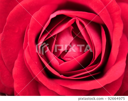五月盛開的玫瑰花“歐羅皮娜” 五月盛開的玫瑰花“歐羅皮娜” 92664975