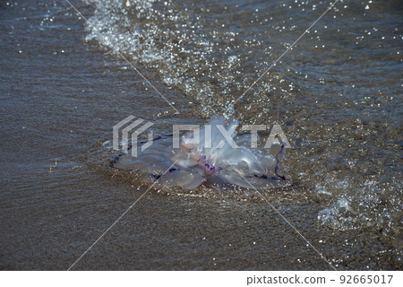 Closeup of wild jellyfish on the beach Closeup of wild jellyfish on the beach 92665017