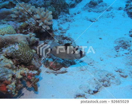Agohata Rare Species Underwater Photograph Okinawa Sea Agohata Rare Species Underwater Photograph Okinawa Sea 92665029
