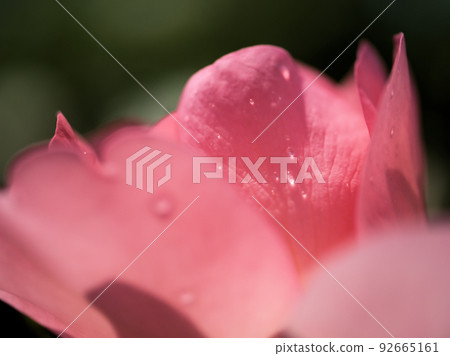 Roses blooming in May "Jardin de France" 92665161