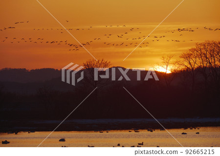 Magan and the sun returning to the roost at dusk (Miyajimanuma, Hokkaido) 92665215