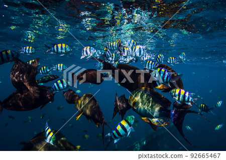 School of tropical fish in ocean. Underwater sea life. School of tropical fish in ocean. Underwater sea life. 92665467