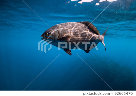 Underwater view of tropical fish in transparent ocean Underwater view of tropical fish in transparent ocean 92665470
