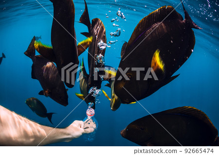 School of big fishes in sea with air bubbles from bottle School of big fishes in sea with air bubbles from bottle 92665474