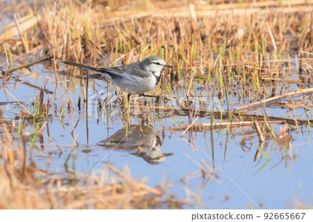 A cute wagtail roaming the riverside looking for food A cute wagtail roaming the riverside looking for food 92665667