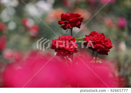 Arao City Ominous Citizen Flower Bed Rose Flower, Arao City Ominous Citizen Flower Bed Rose Flower, 92665777