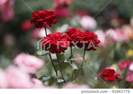 Arao City Ominous Citizen Flower Bed Rose Flower, Arao City Ominous Citizen Flower Bed Rose Flower, 92665778