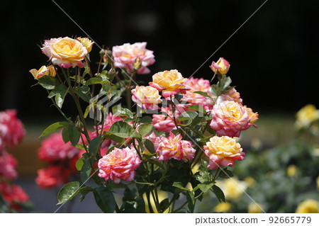 Arao City Ominous Citizen Flower Bed Rose Flower, Arao City Ominous Citizen Flower Bed Rose Flower, 92665779