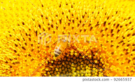 向日葵田(山梨縣北斗市明野) 向日葵田(山梨縣北斗市明野) 92665937