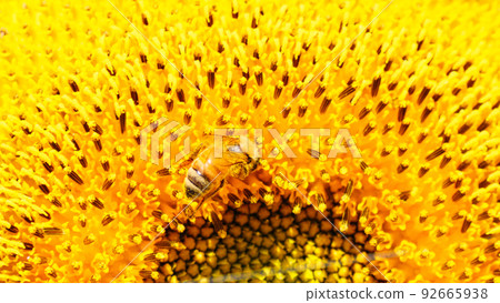 Sunflower field (Yamanashi Prefecture, Hokuto City, Akeno) Sunflower field (Yamanashi Prefecture, Hokuto City, Akeno) 92665938
