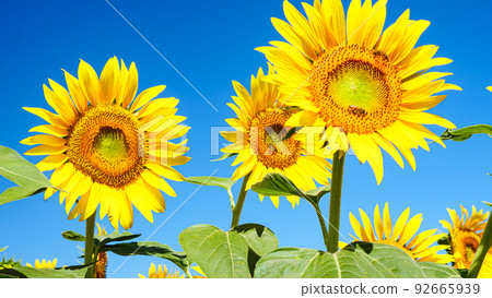 向日葵田(山梨縣北斗市明野) 向日葵田(山梨縣北斗市明野) 92665939