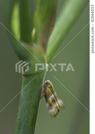 A young cicada insect perched on a plant stem 92666055