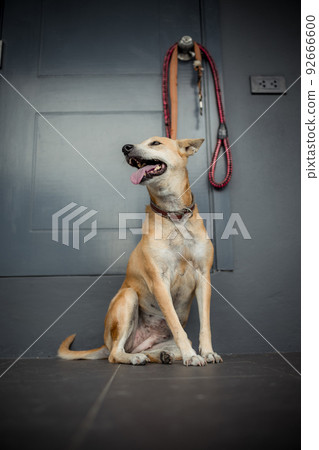 Loyal Thai Dog Sitting on a dark room, Looks at Camera. Loyal Thai Dog Sitting on a dark room, Looks at Camera. 92666600