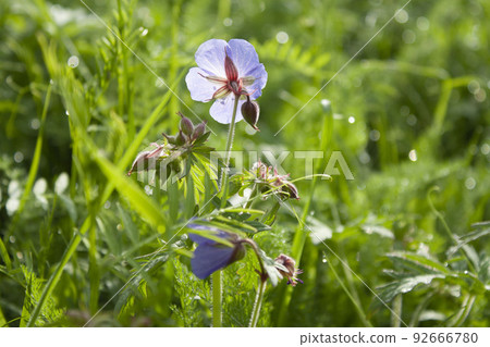 wild purple flower in a contour morning summer nature background 92666780